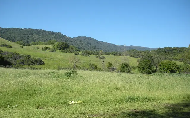 Meadow in Rancho San Antonio County Park