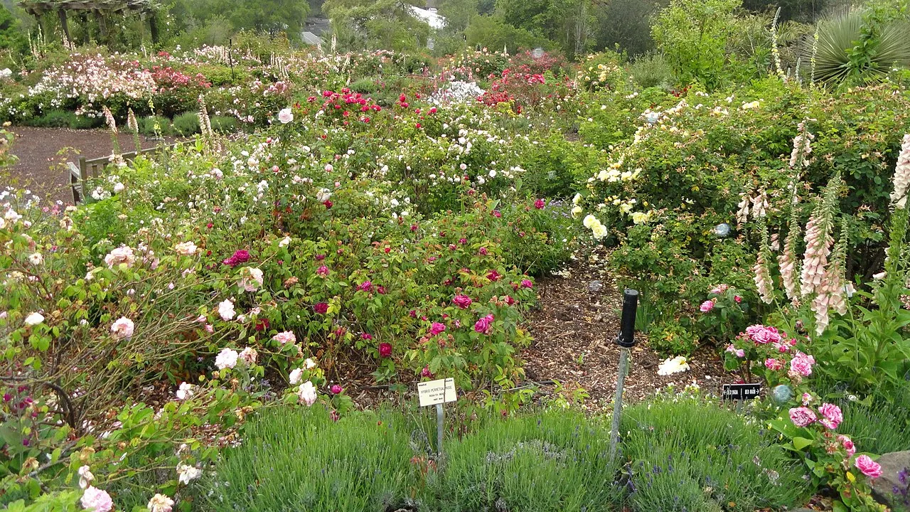 General view of the University of California Botanical Garden, Berkeley, California, USA.