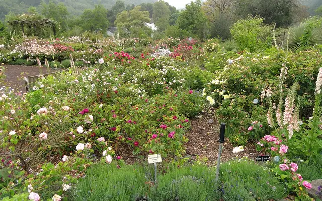 General view of the University of California Botanical Garden, Berkeley, California, USA.