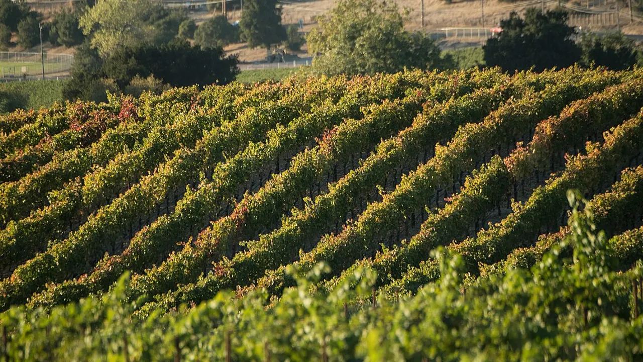 Vineyards in Napa, California, on October 14, 2017. USDA photo by Lance Cheung.