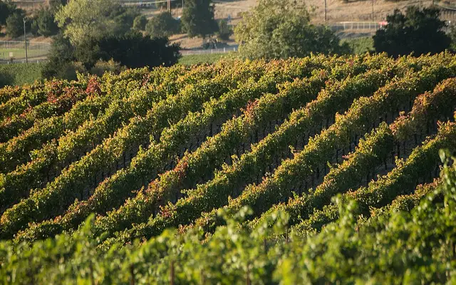 Vineyards in Napa, California, on October 14, 2017. USDA photo by Lance Cheung.