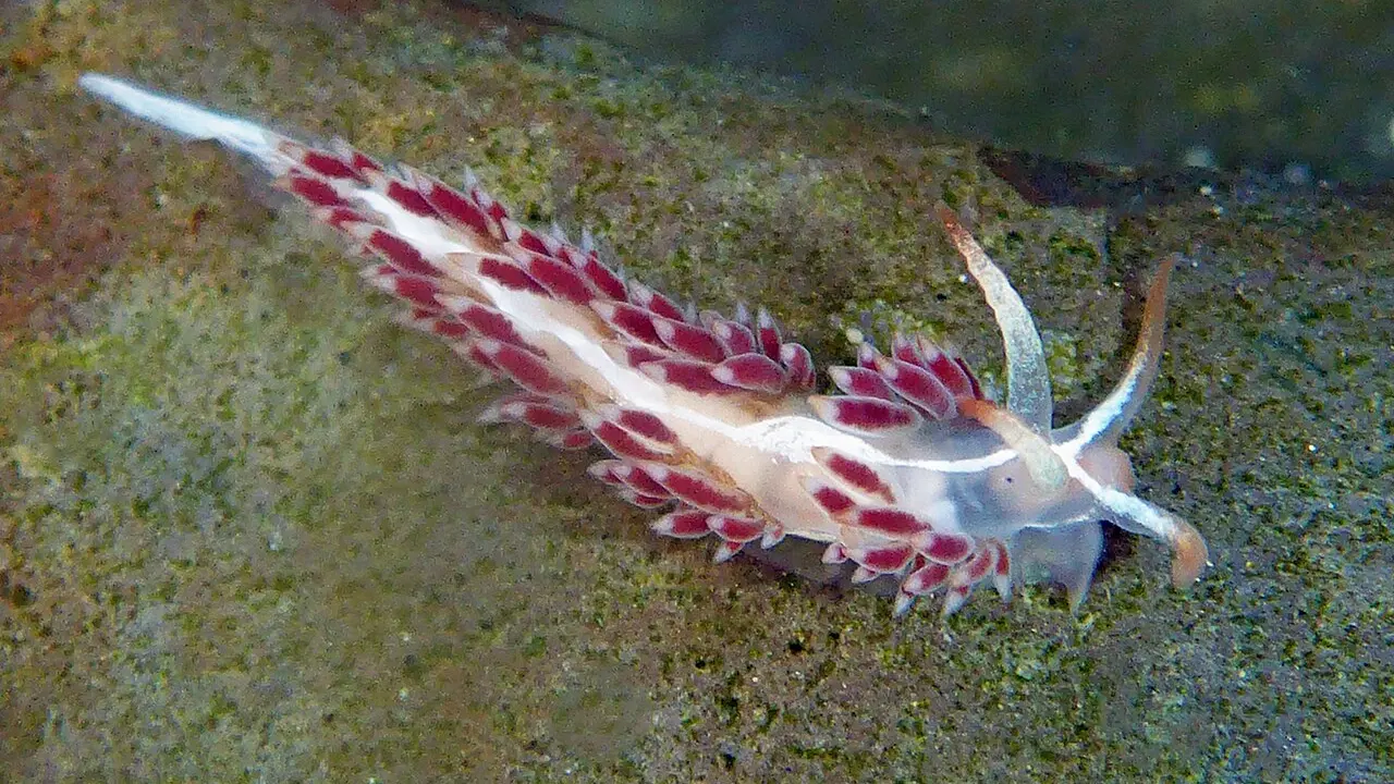 Coryphella cooperi from Fitzgerald Marine Reserve, California