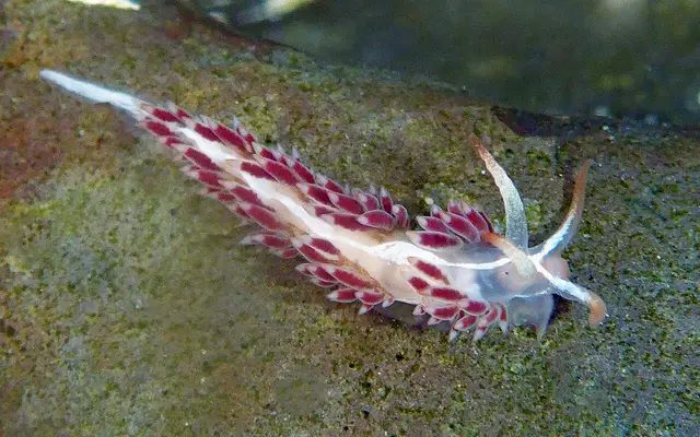 Coryphella cooperi from Fitzgerald Marine Reserve, California