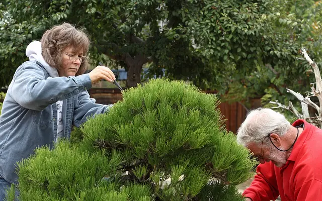 Volunteers at work on a Japanese Black Pine bonsai at the GSBF-CN, September 12, 2008