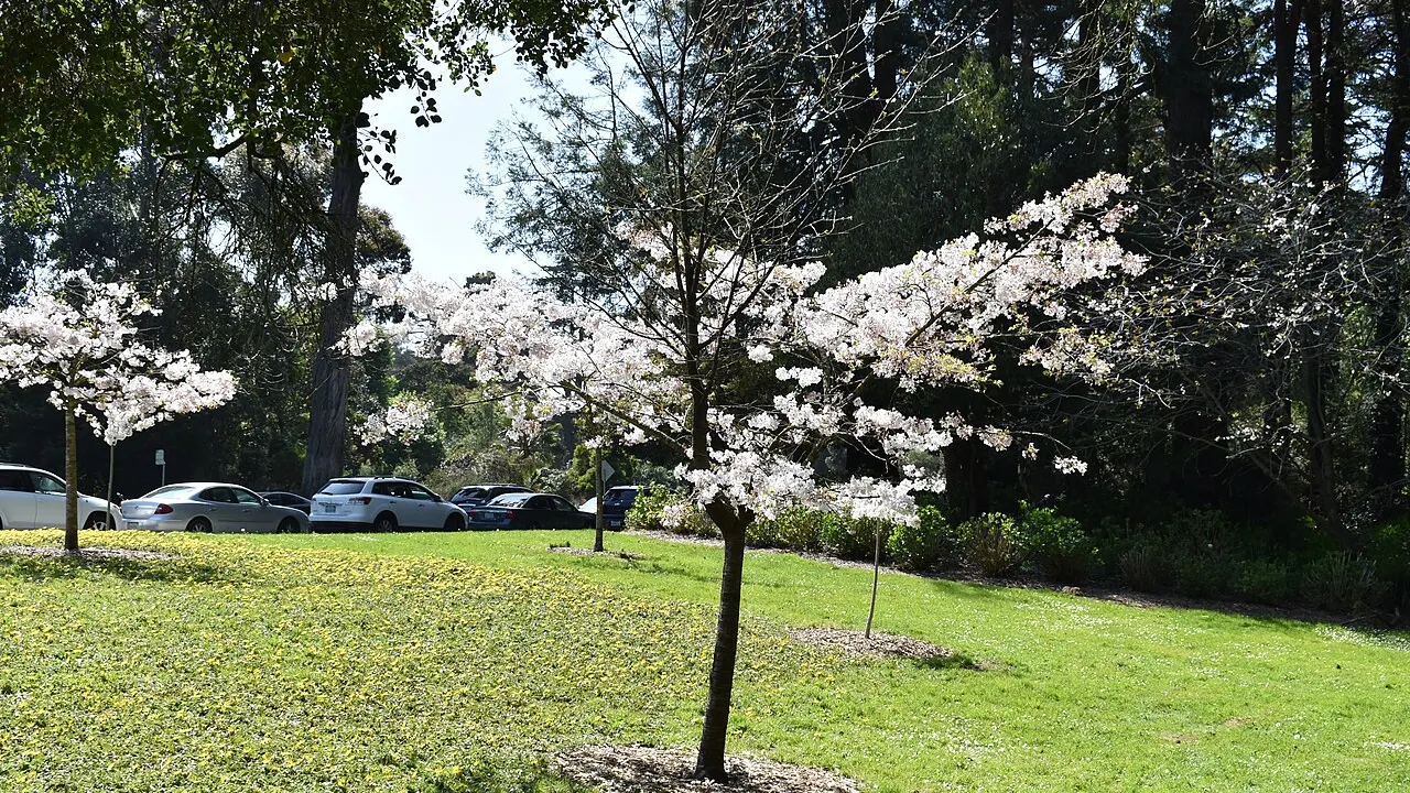 Golden Gate Park