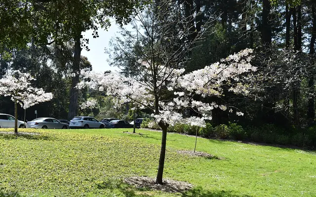 Golden Gate Park