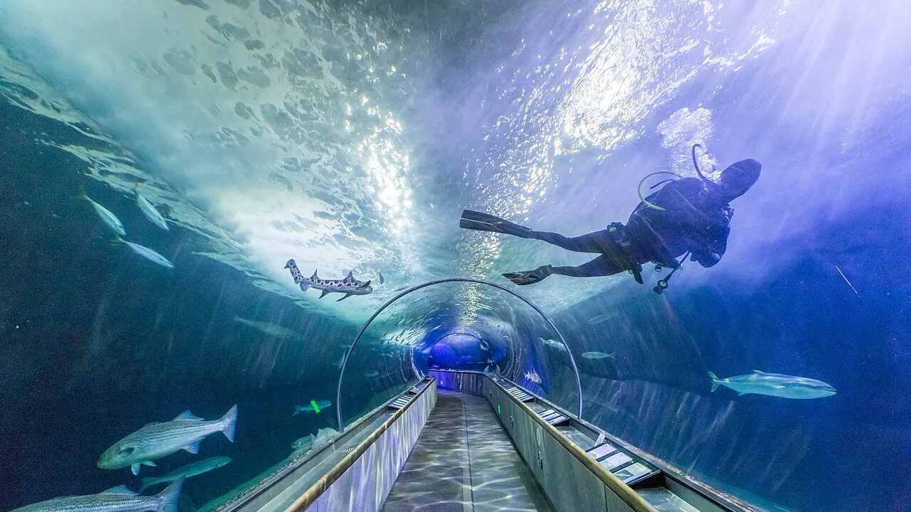 On Tuesdays & Thursday mornings guests can watch divers clean the tunnels and hand feed some of the fish inside!