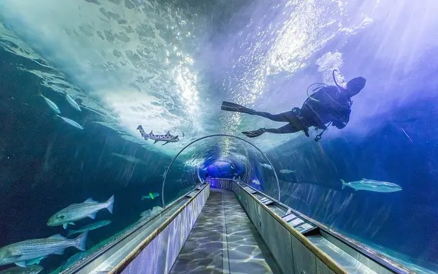 On Tuesdays & Thursday mornings guests can watch divers clean the tunnels and hand feed some of the fish inside!